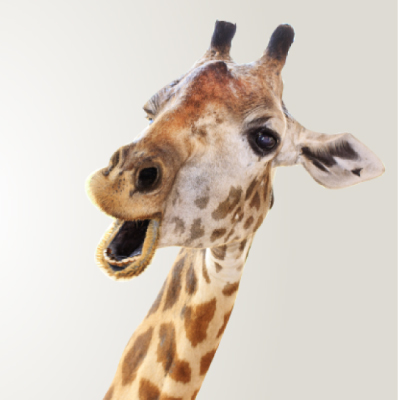 VR Giraffe Display